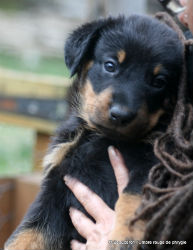 Chiot femelle beauceron collier rouge eventail( Ioda)
