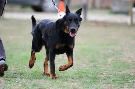 chiot beauceron disponibles en Juillet 2016