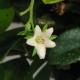 Tea Tree